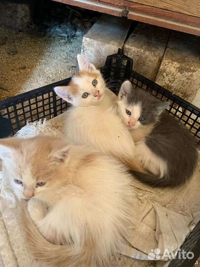 Котята в добрые руки