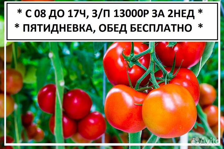 Сбор овощей 8 часовая смена Помидоры в Теплицах