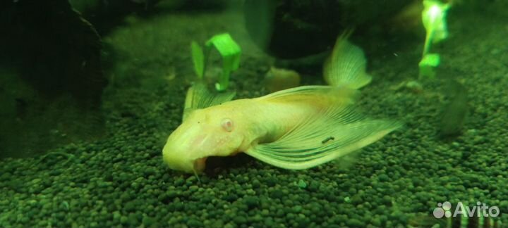 Сом анциструс