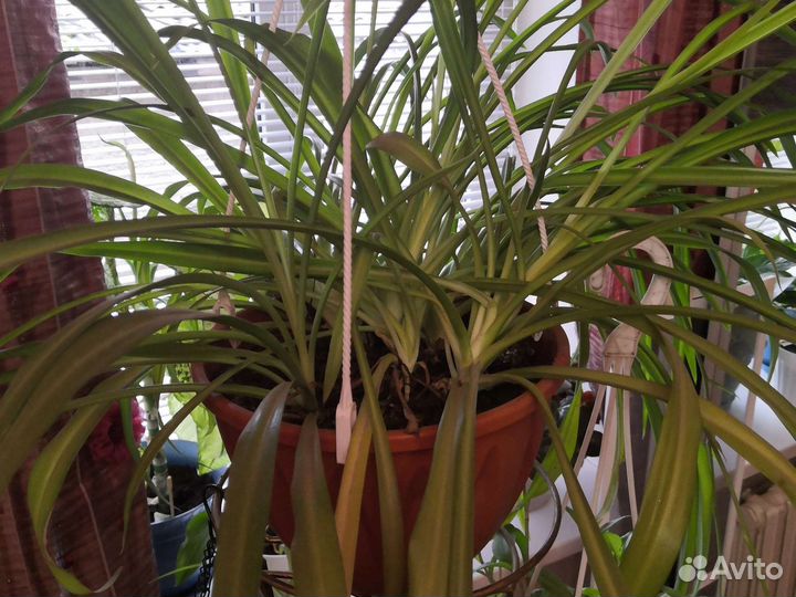 Хлорофитум