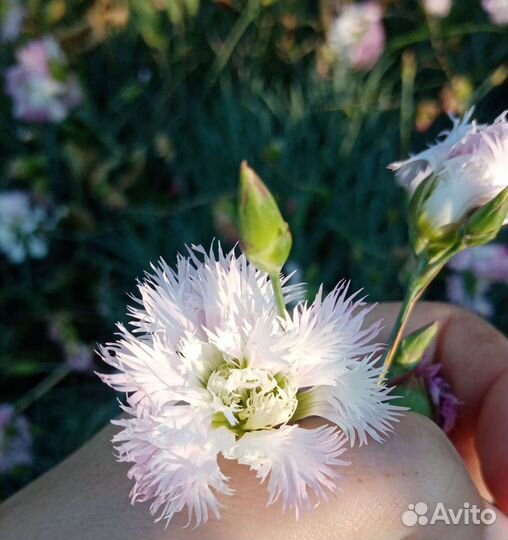 Гвоздика садовая