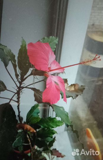 Шефлера гибискус