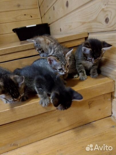 Котята в добрые руки даром