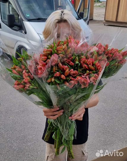 Альстромерия цветы опт