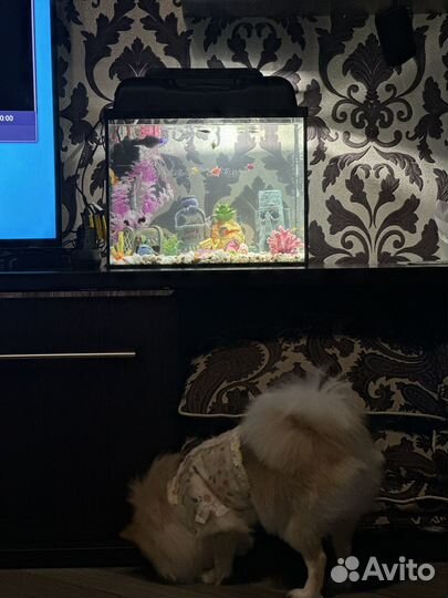 Аквариум и Украшения для аквариума