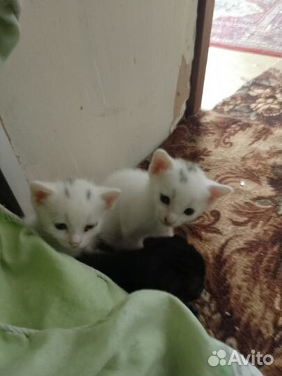 Вислоухие котята
