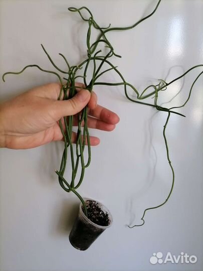 Церопегия амплиата