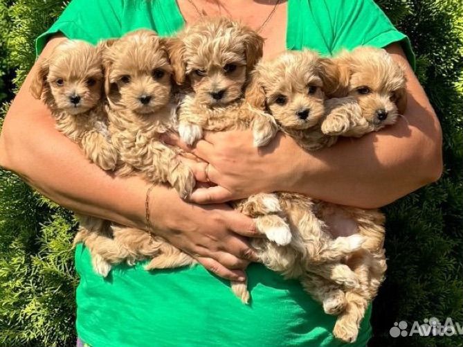 Мальтипу f1 малыши мини и микро