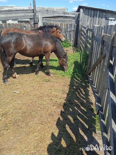 Мясо Конина(халяль) молоко козье