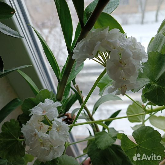 Герань белая