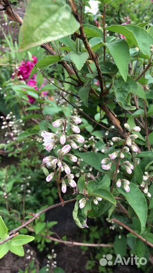 Чубушник и дейция разные сорта