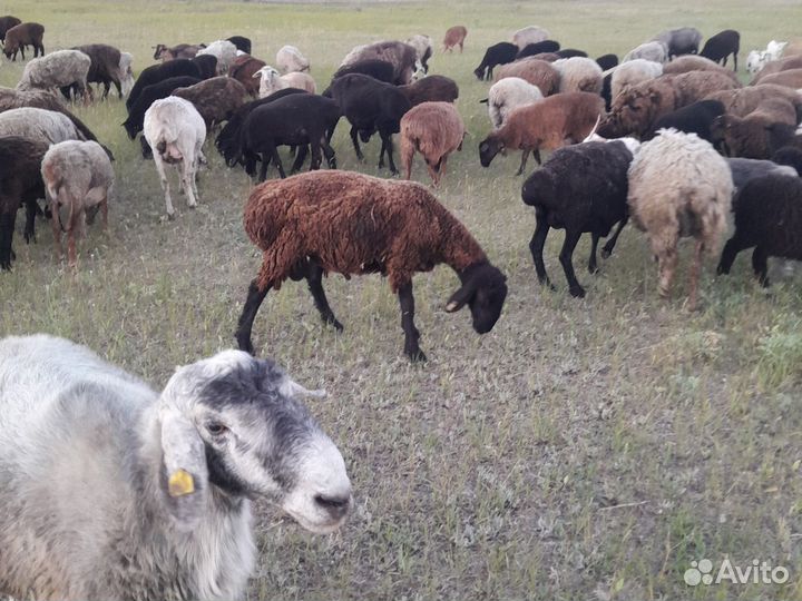 Курдючные бараны овцы