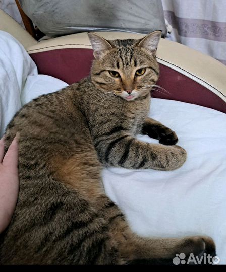 Одинокий добрый котик,11 мес,очень ищет хозяина
