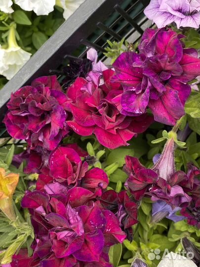 Петунья рассада