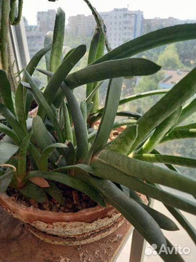 Суккуленты разные