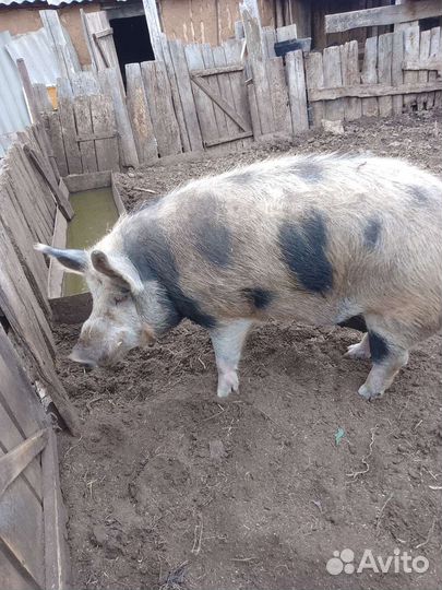 Продам хряка