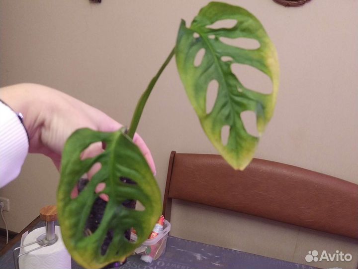 Монстера манки