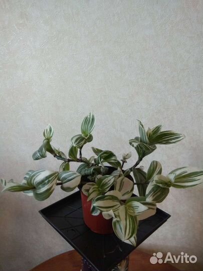 Традесканции и каллизии часть 3