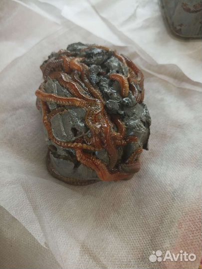 Червь нереис