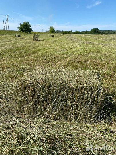 Сено в тюках