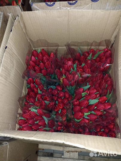 Тюльпан Оптом в Москве к 8 марта