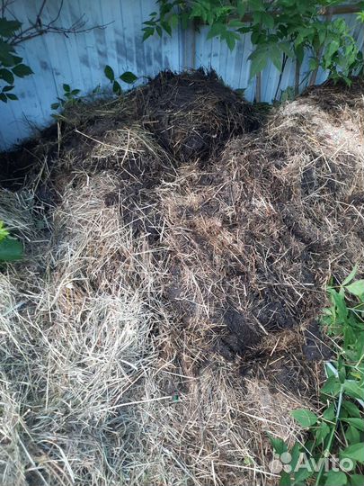 Сено только под перекопку Телятам не подойдет