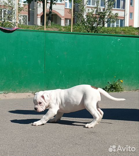 Американский бульдог щенки