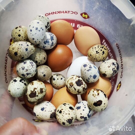 Домашние тушки и яйца