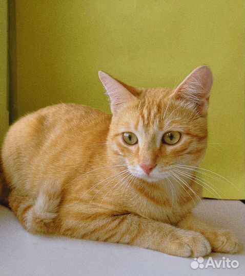 Рыжий котенок мальчик ищет дом