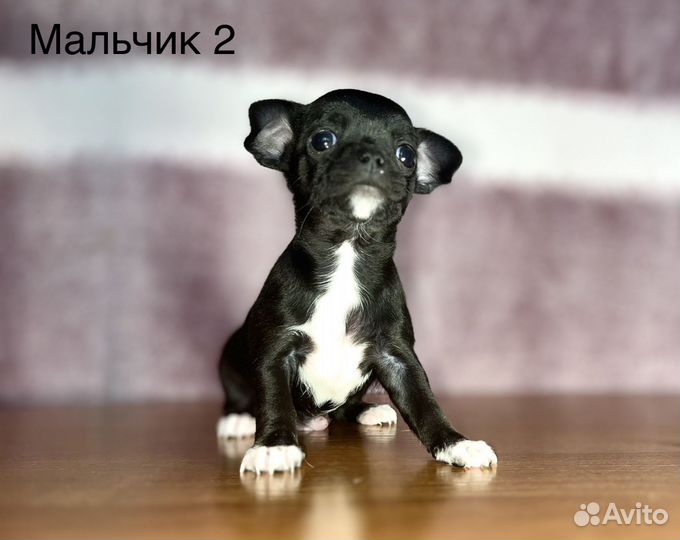 Чихуахуа