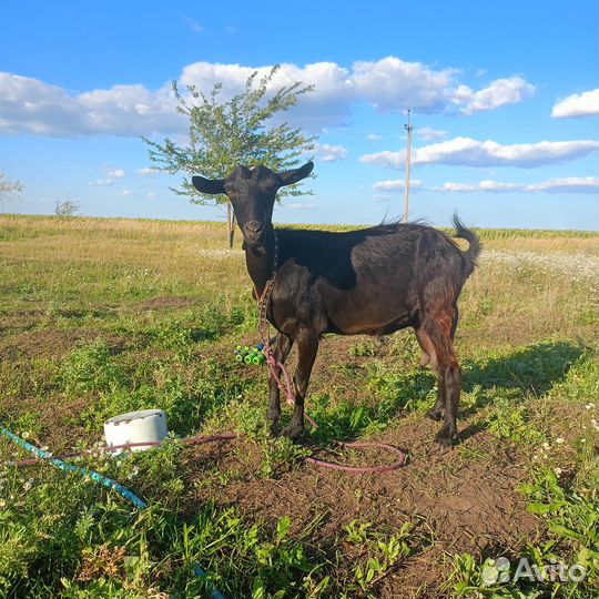 Продам козу