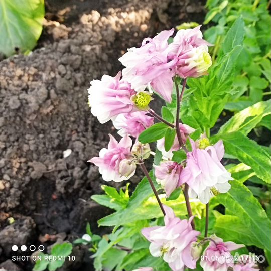 Аквилегия махровая