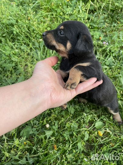 Щенки ягдтерьера