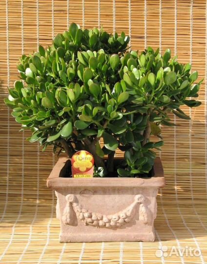 Денежное дерево