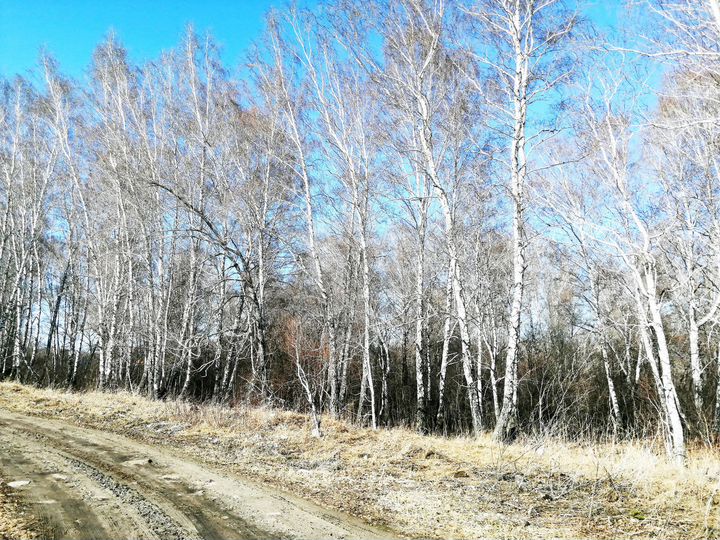 Участок 8,5 сот. (СНТ, ДНП)