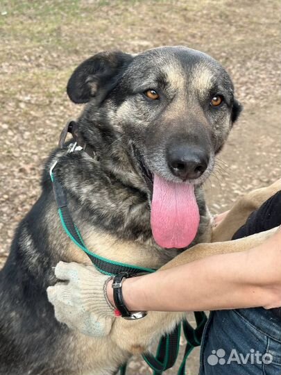 Крупный добряк Паштет из приюта в семью