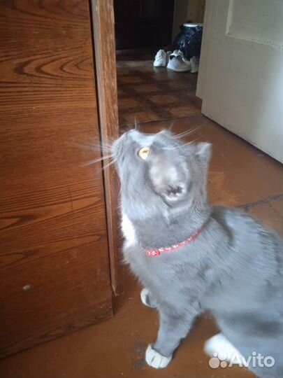 Отдам кота в добрые руки