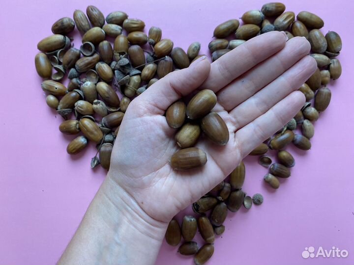 Желуди дуба