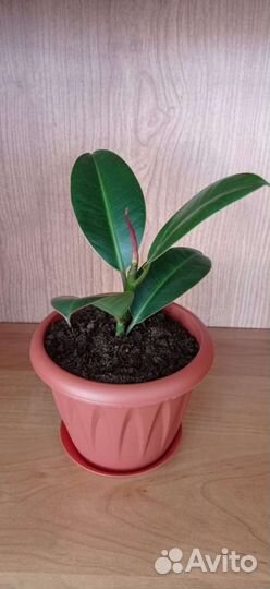 Фикус каучуконосный