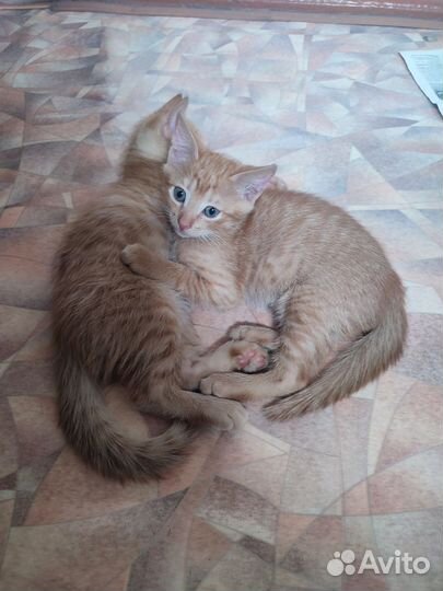 Бесплатно, Кошка в дар