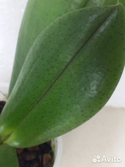 Орхидея фаленопсис