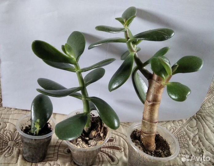 Денежное дерево (красулла, толстянка)