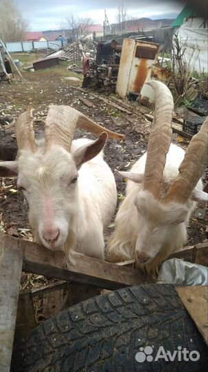 Козы и козлы заанинской породы