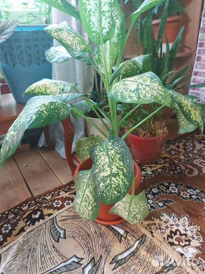 Диффенбахия