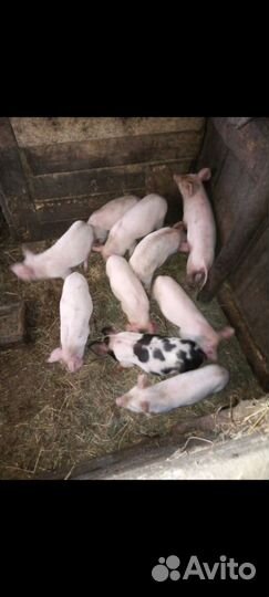 Поросята