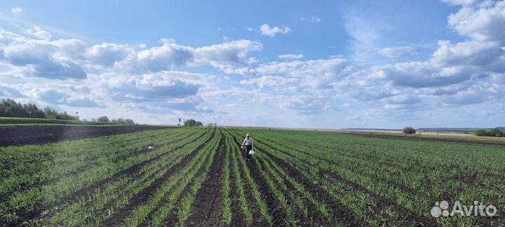 Чеснок оптом предзаказ на урожай 2024