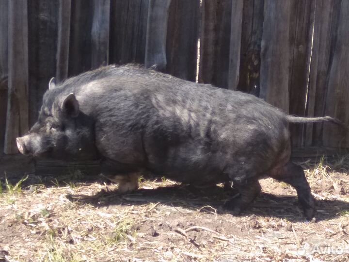 Кабан вьетнамский вислобрюхий и его поросята