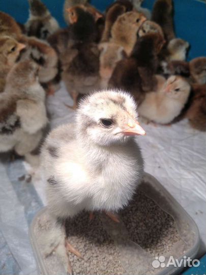 Цыплята орпингтон золото