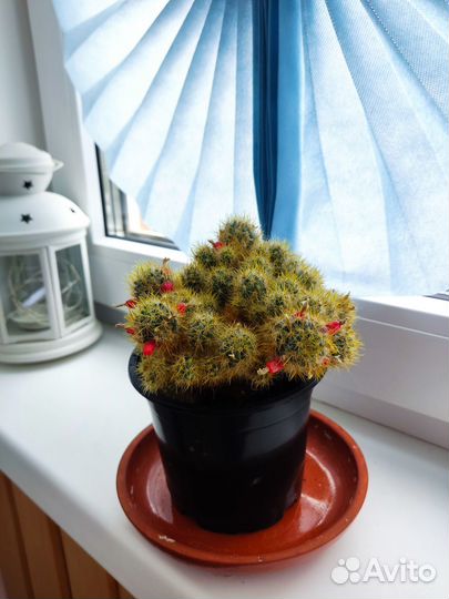 Кактусы, домашние растения