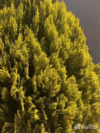 Туя ауреа нана